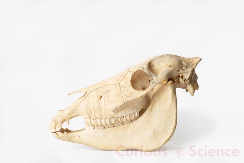 Horse Skull